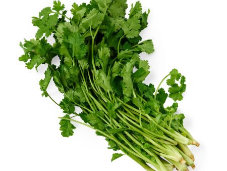 Givvo Chinese Parsley Coriander Cheap