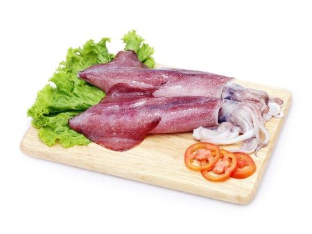 Fresh squid Cheap