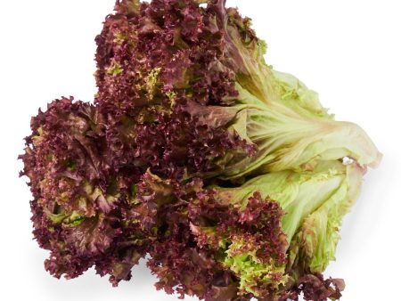 ThyGrace Rolla Rosa Lettuce For Discount